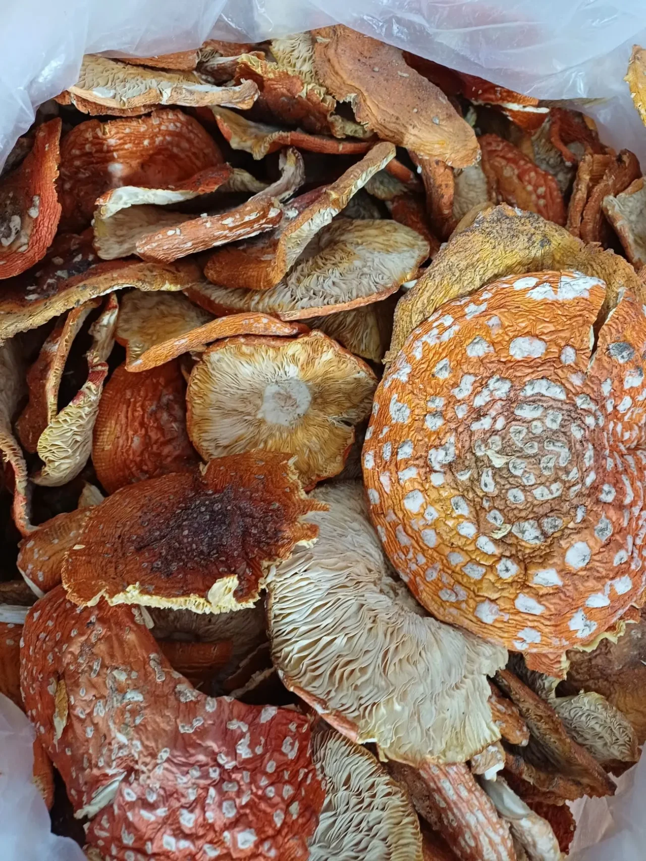 червоні мухомори