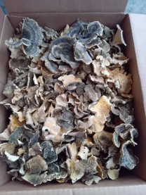 траметес різнобарвний, індичий хвіст