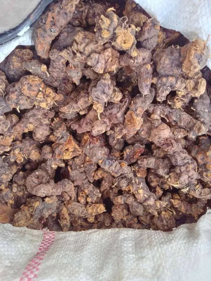 калган, корінь калгану