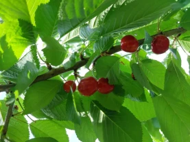 Сладкая черешня. Экологичная черешня. Черешня без химии