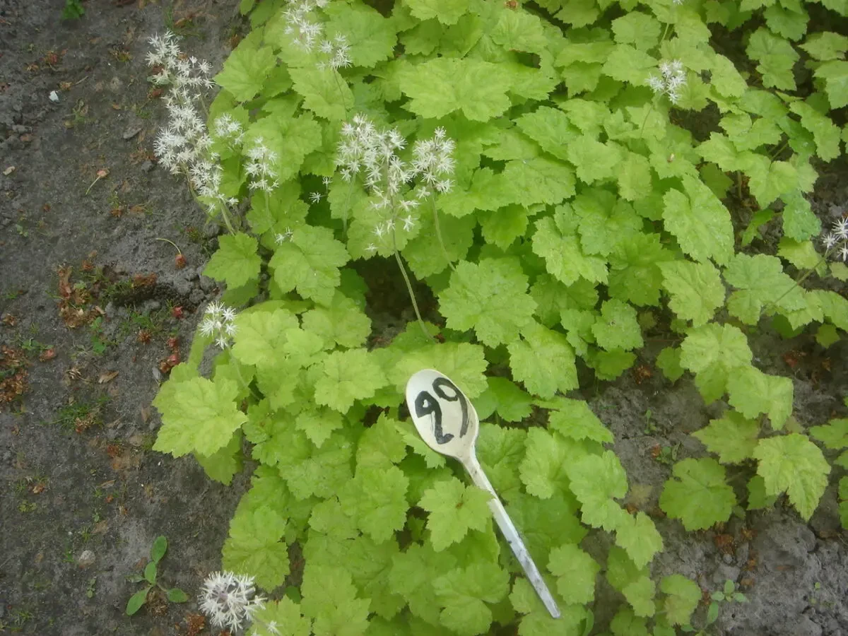 продам многолетник гейхеру 4