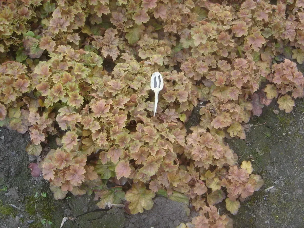 продам многолетник гейхеру