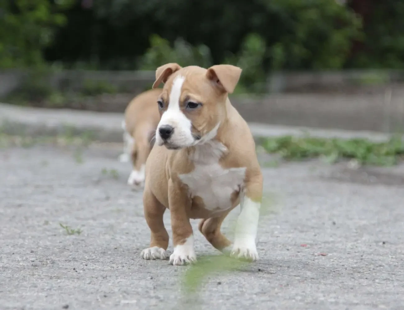 Стаффордширский терьер, Амстафф, Стаффорд