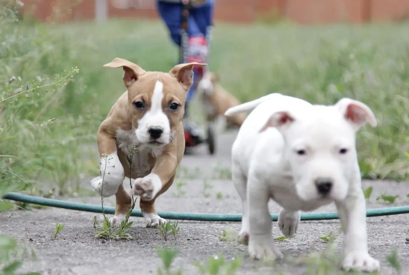 Породні цуценята американського стаффорда 2