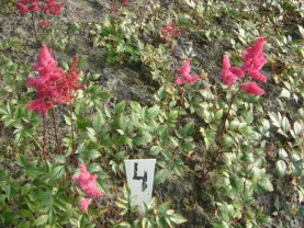 продам астильбу