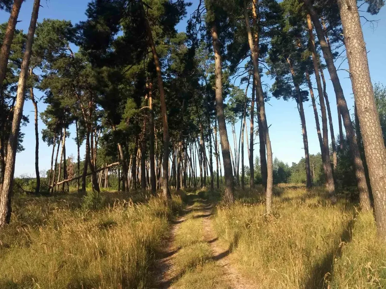 земельна ділянка під будівництво 50 сот в с. Дернівка 2