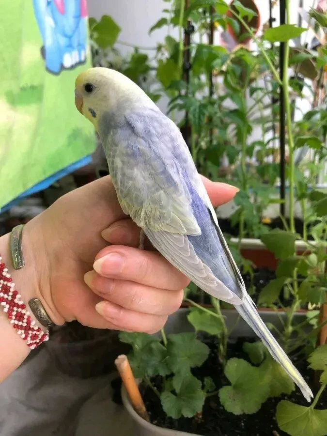 Хвилясті папуги, райдужні 4