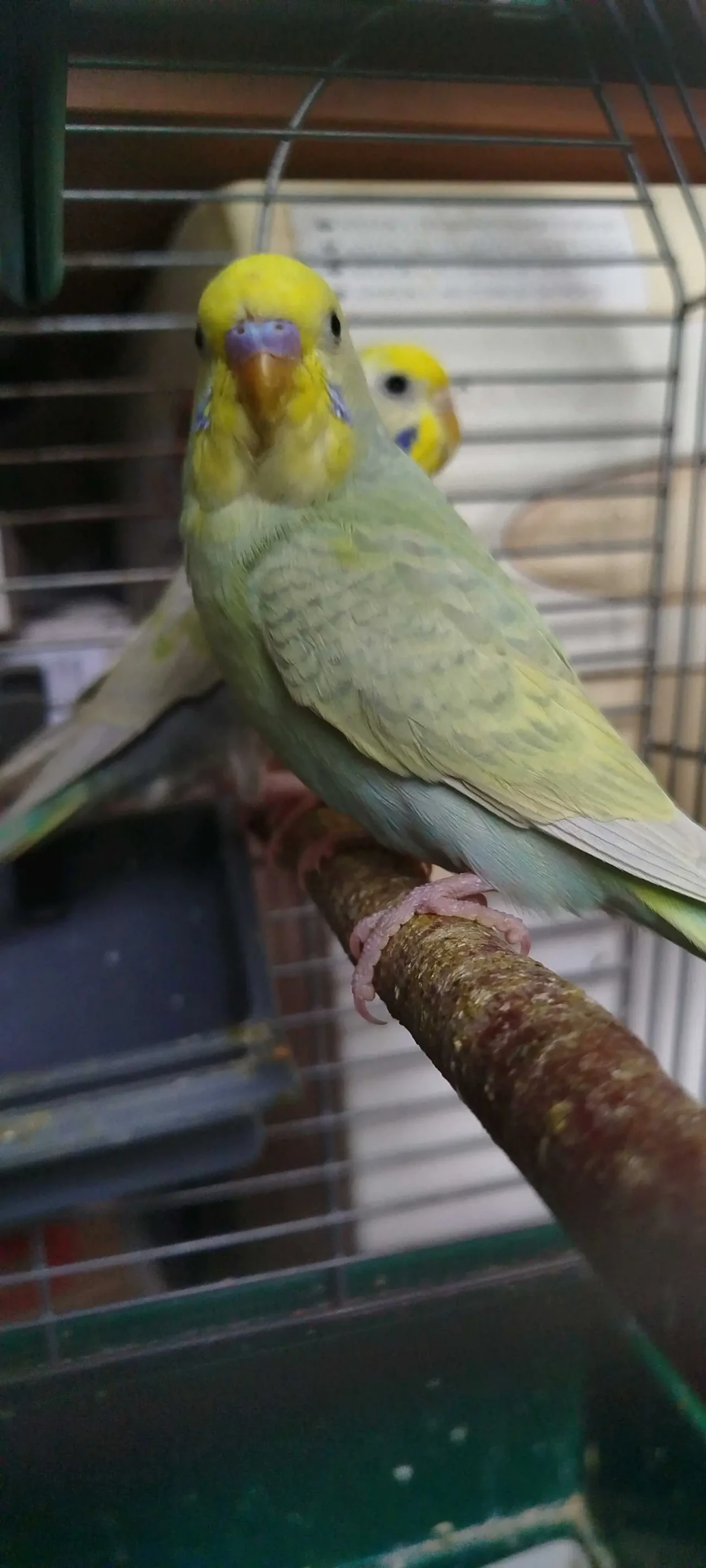 Хвилясті папуги, райдужні 5