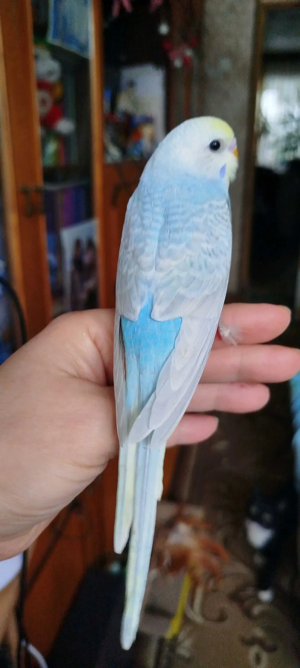 Хвилясті папуги, райдужні 3