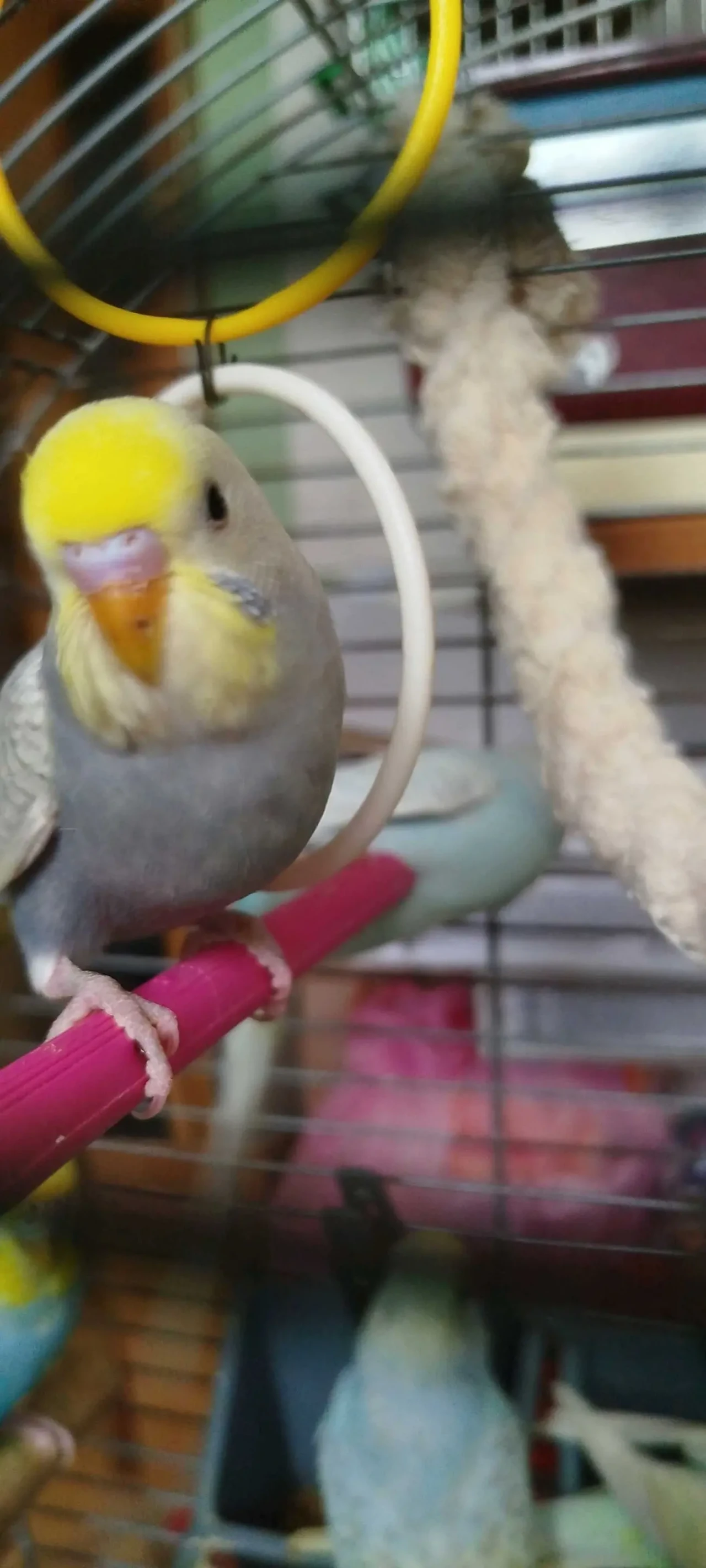 Хвилясті папуги, райдужні 6