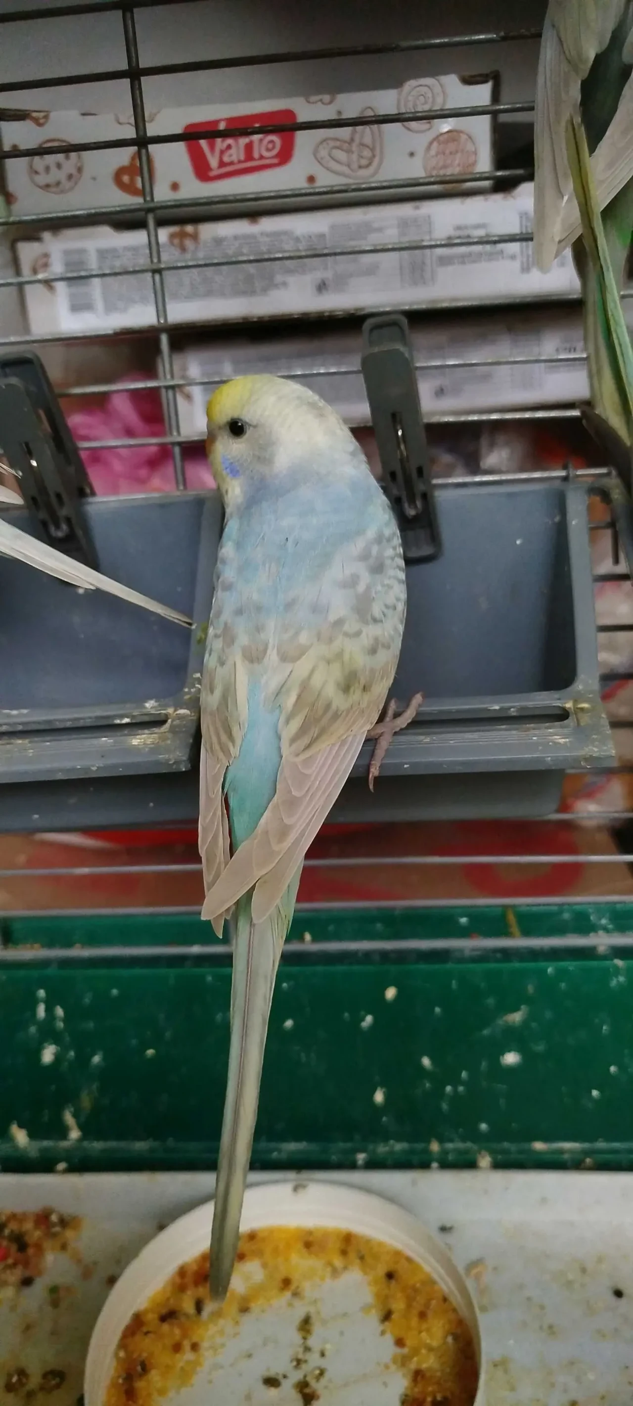 Хвилясті папуги, райдужні 8