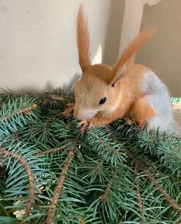 Белка купить Одесса. продажа 2