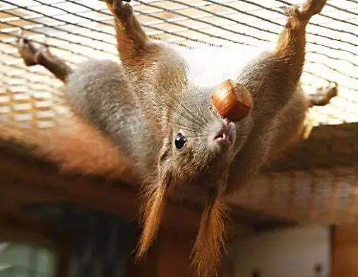 Белка купить Запорожье продажа