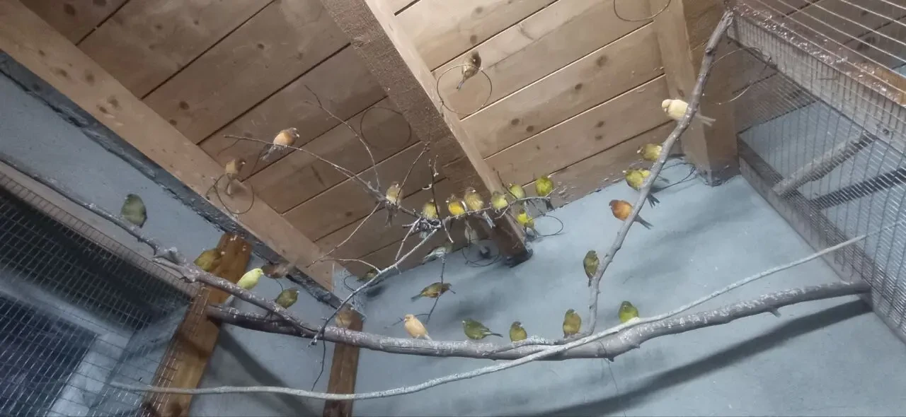 Продаю канарейок 2