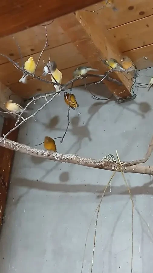 Продаю канарейок 4