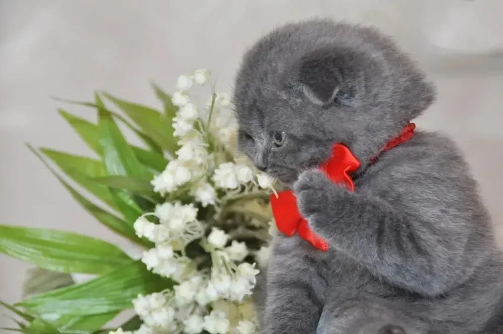 Одесса клубные шотландские котята плюшевые вислоушка 5