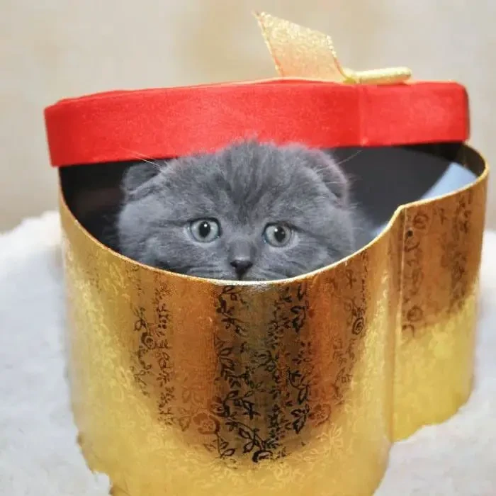 Одесса клубные шотландские котята плюшевые вислоушка 4