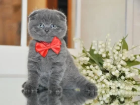 Одесса клубные шотландские котята плюшевые вислоушка