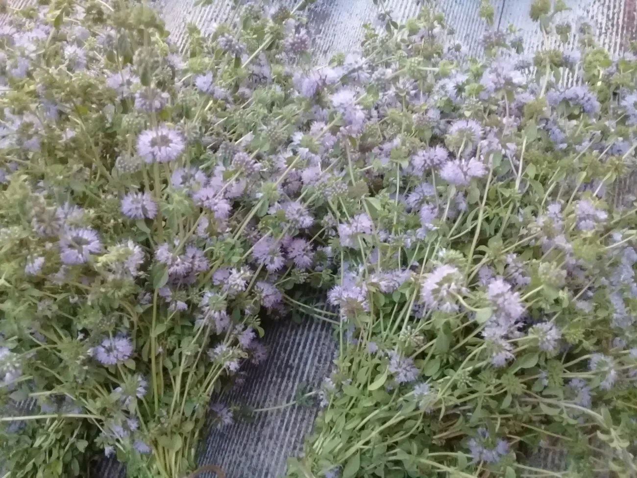 Мята мохіто сушені букети