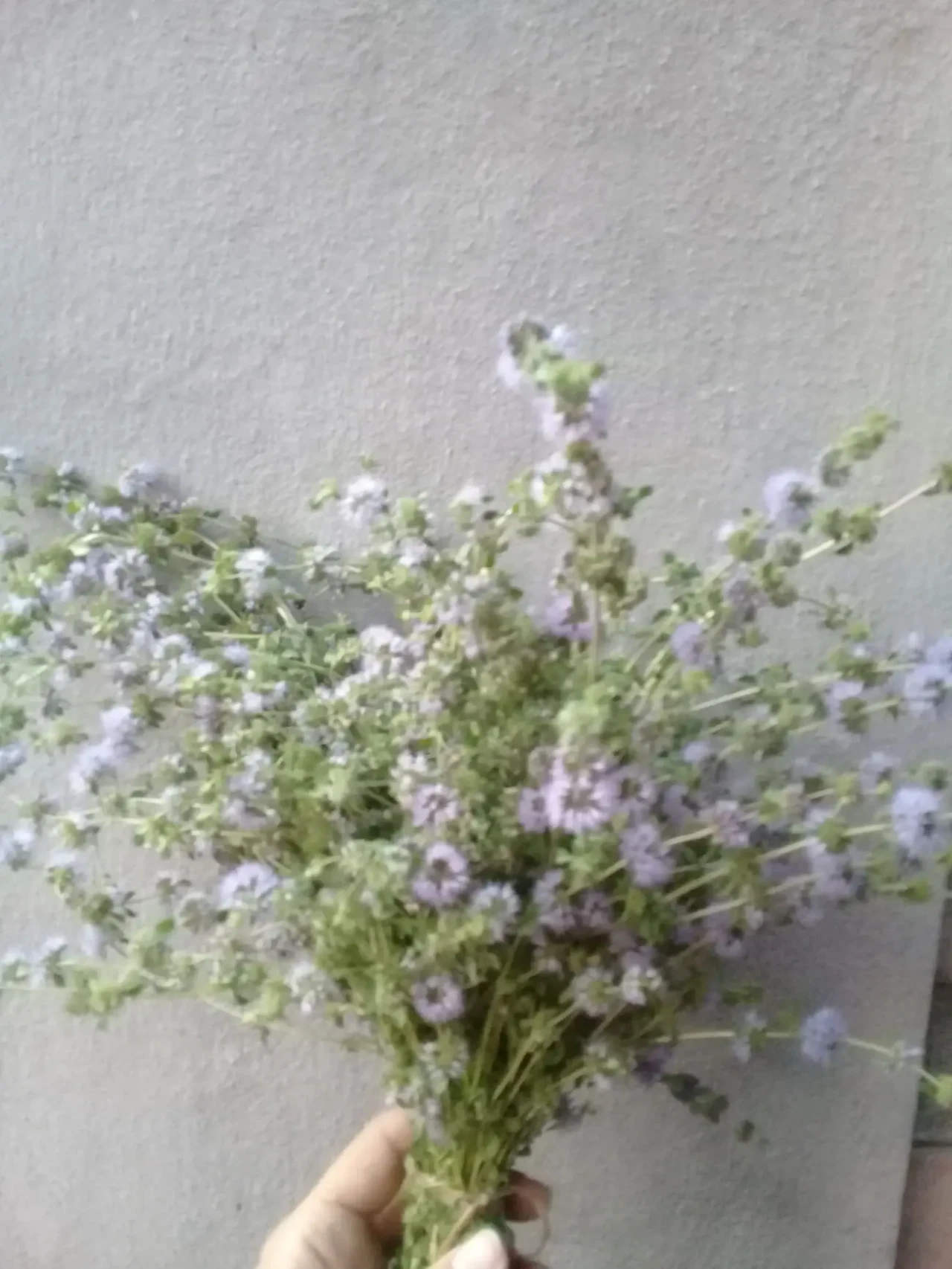 Мята мохіто сушені букети 2