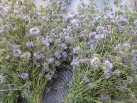 Мята мохіто сушені букети