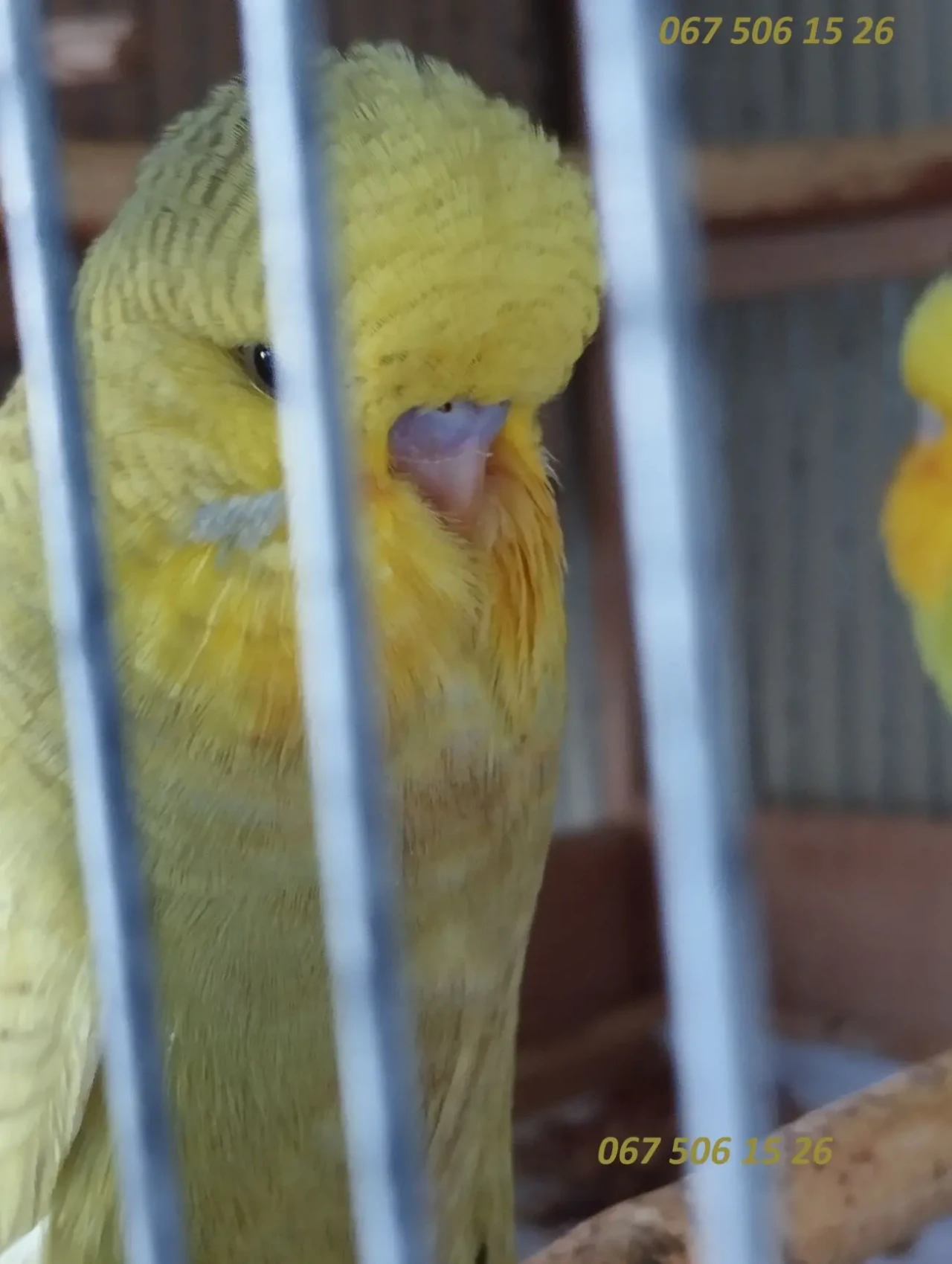 Выставочные волнистый попугаи - Чехи 4