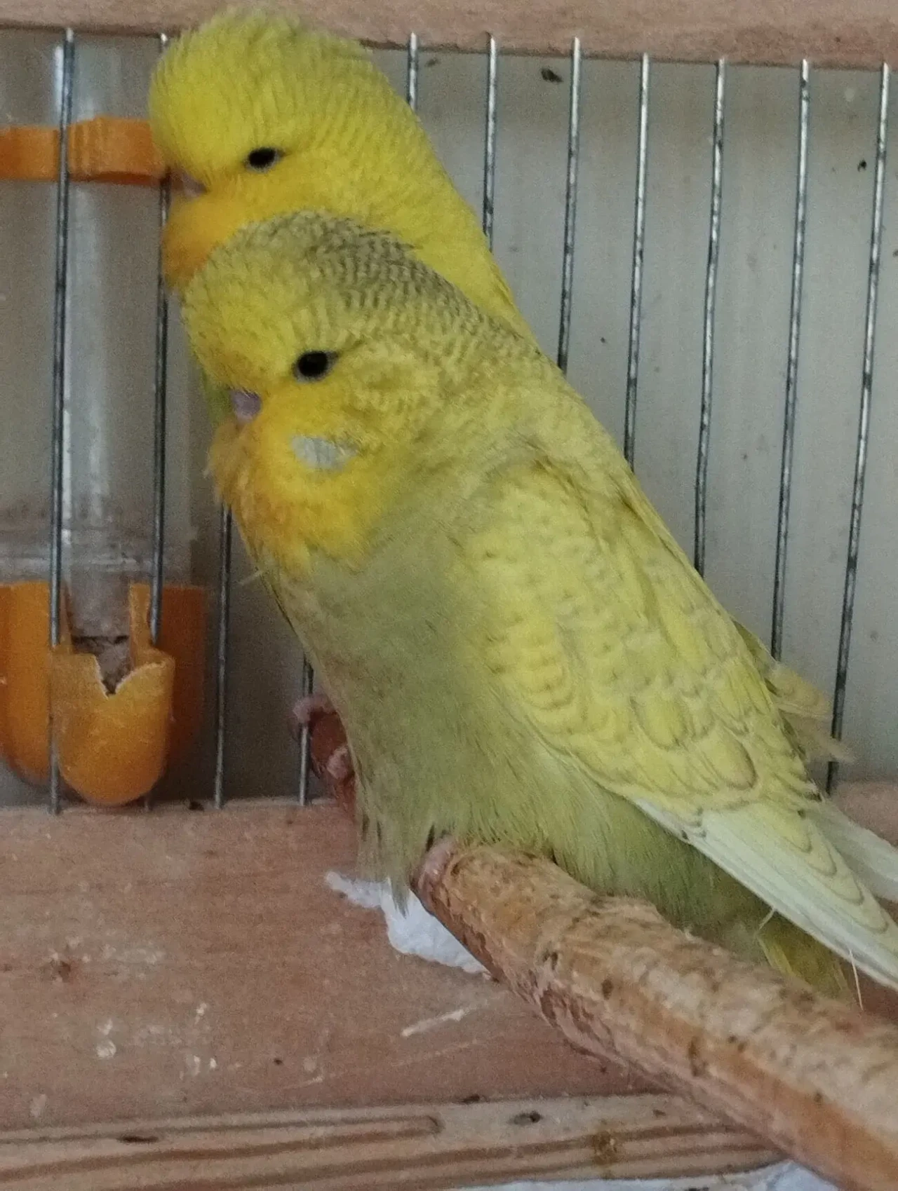 Выставочные волнистый попугаи - Чехи 6