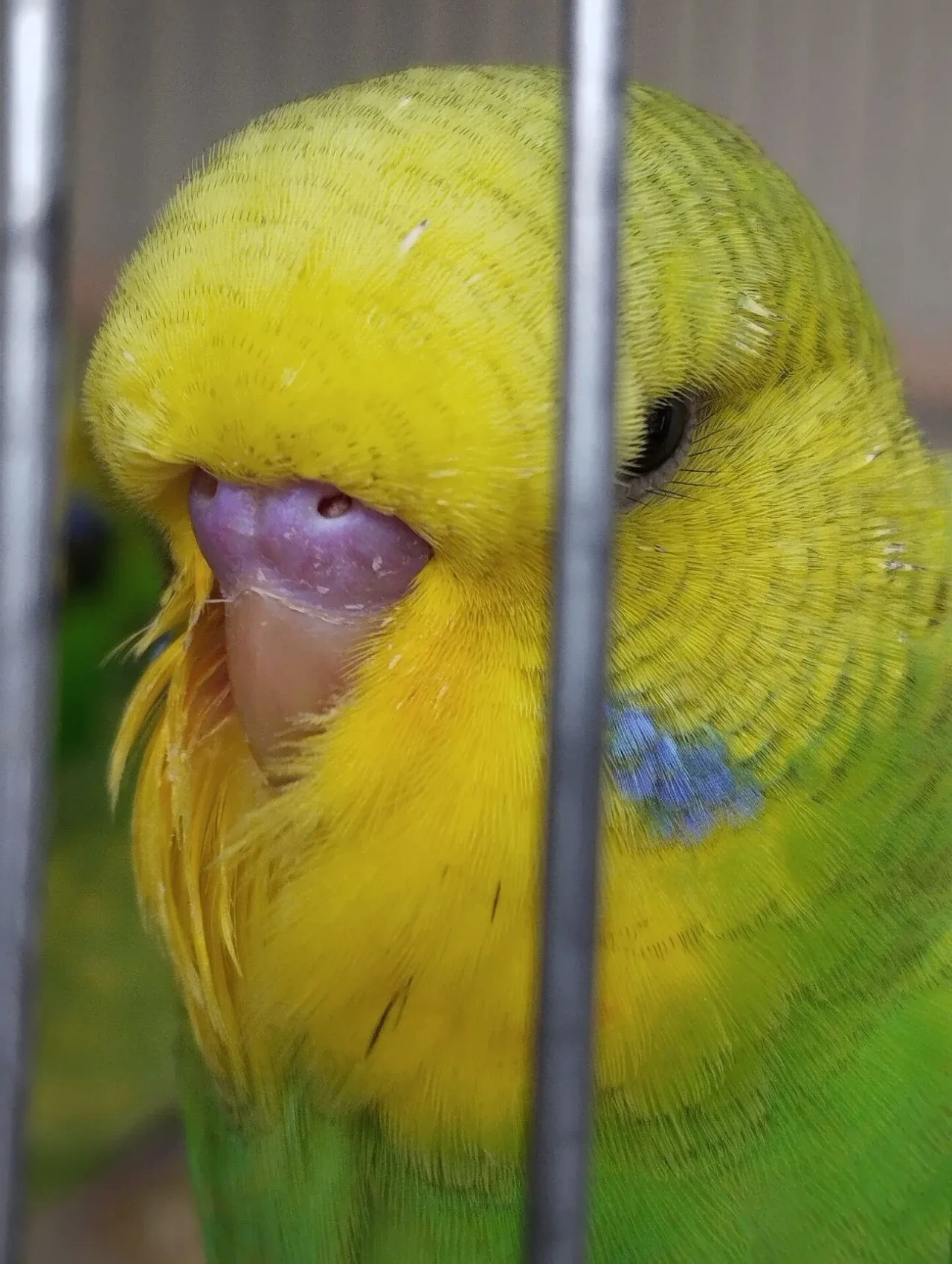 Выставочные волнистый попугаи - Чехи 3