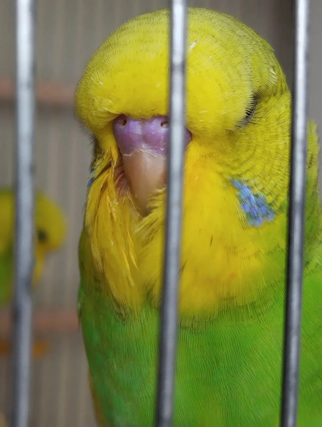 Выставочные волнистый попугаи - Чехи 2