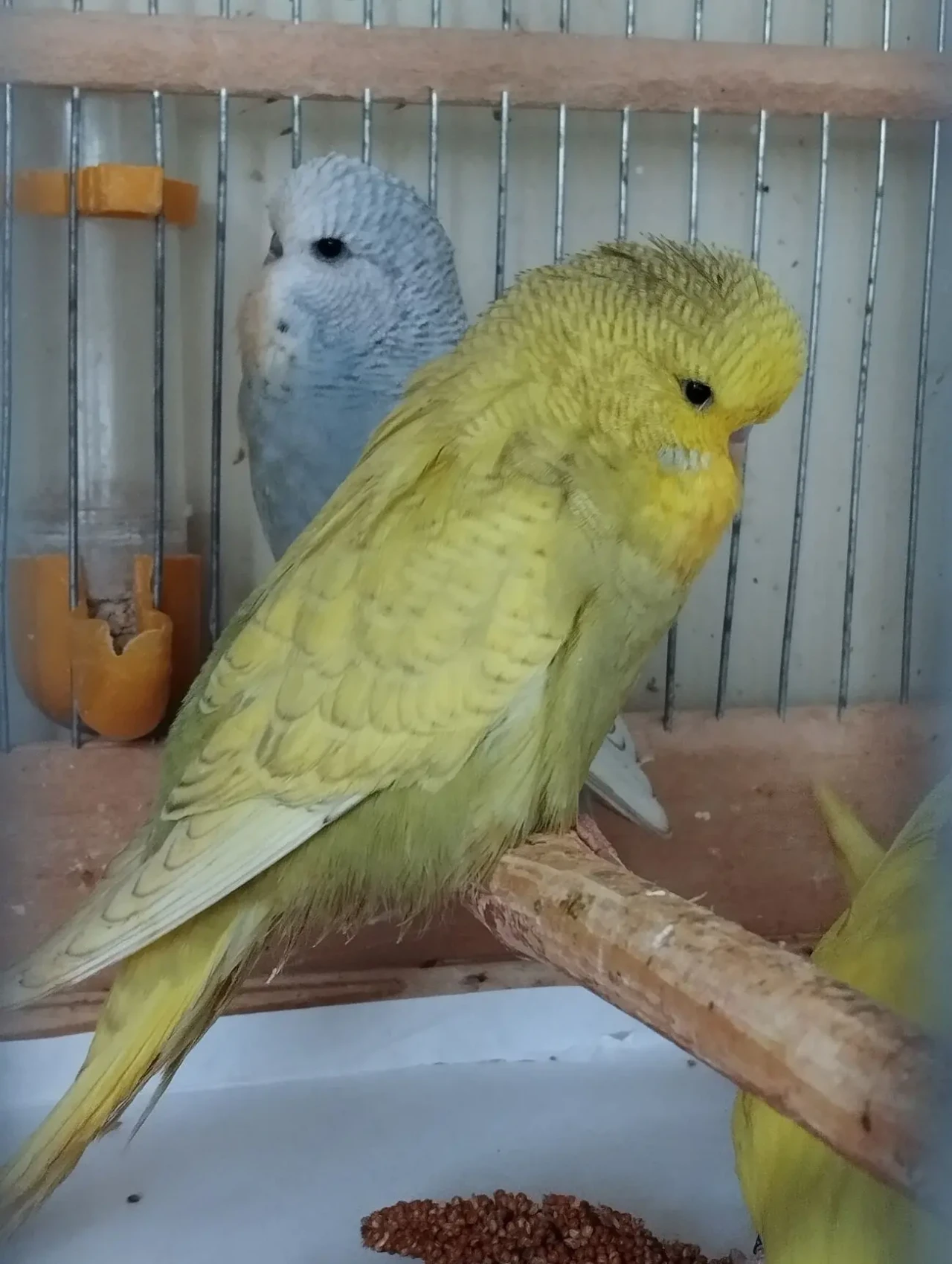 Выставочные волнистый попугаи - Чехи 5
