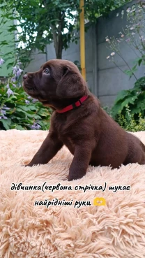 Шоколадні лабрадори