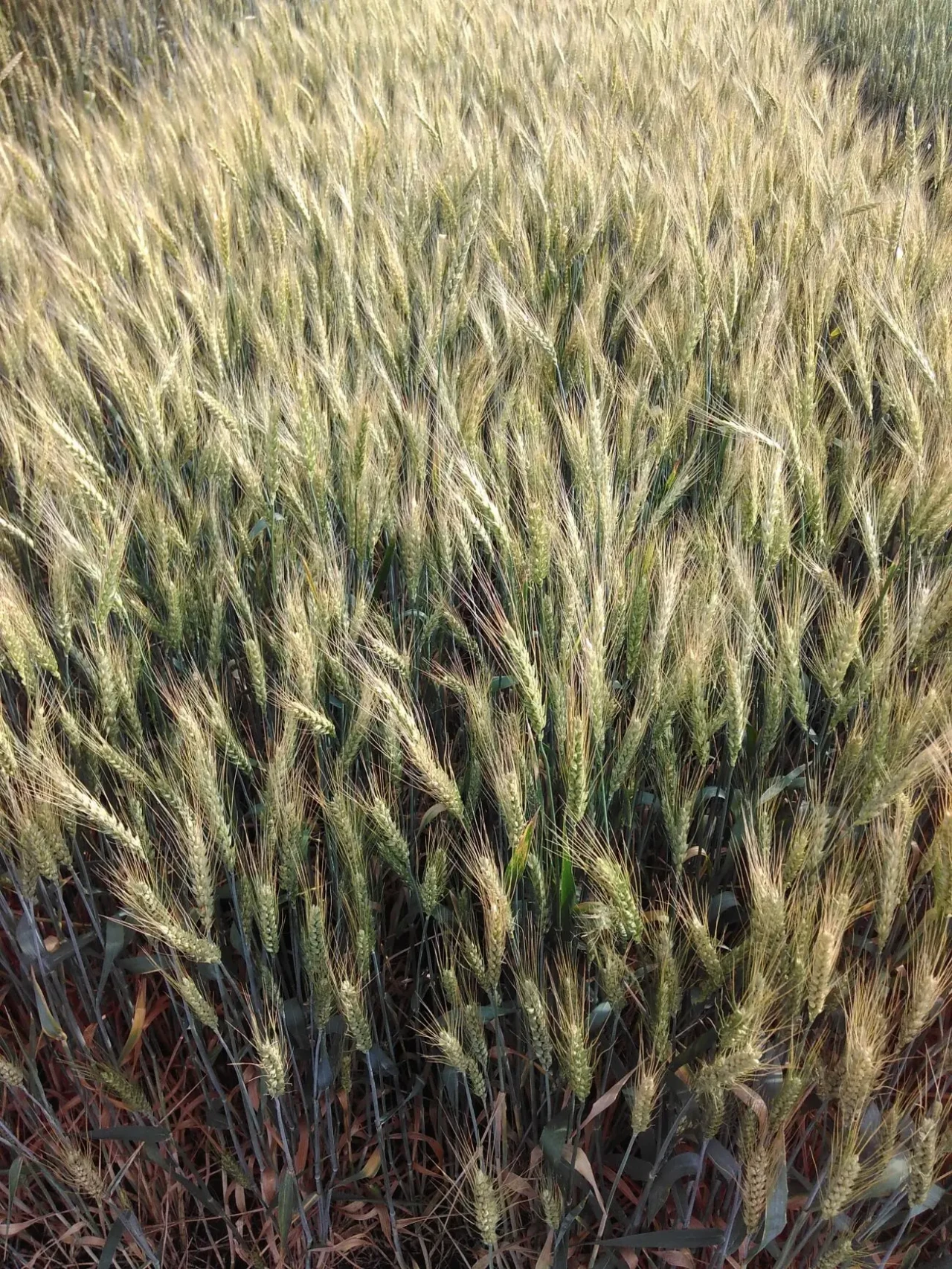 Насіння пшениці Катруся Одеска