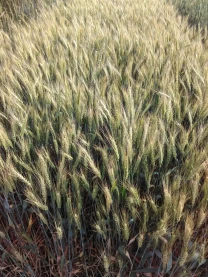 Насіння пшениці Катруся Одеска