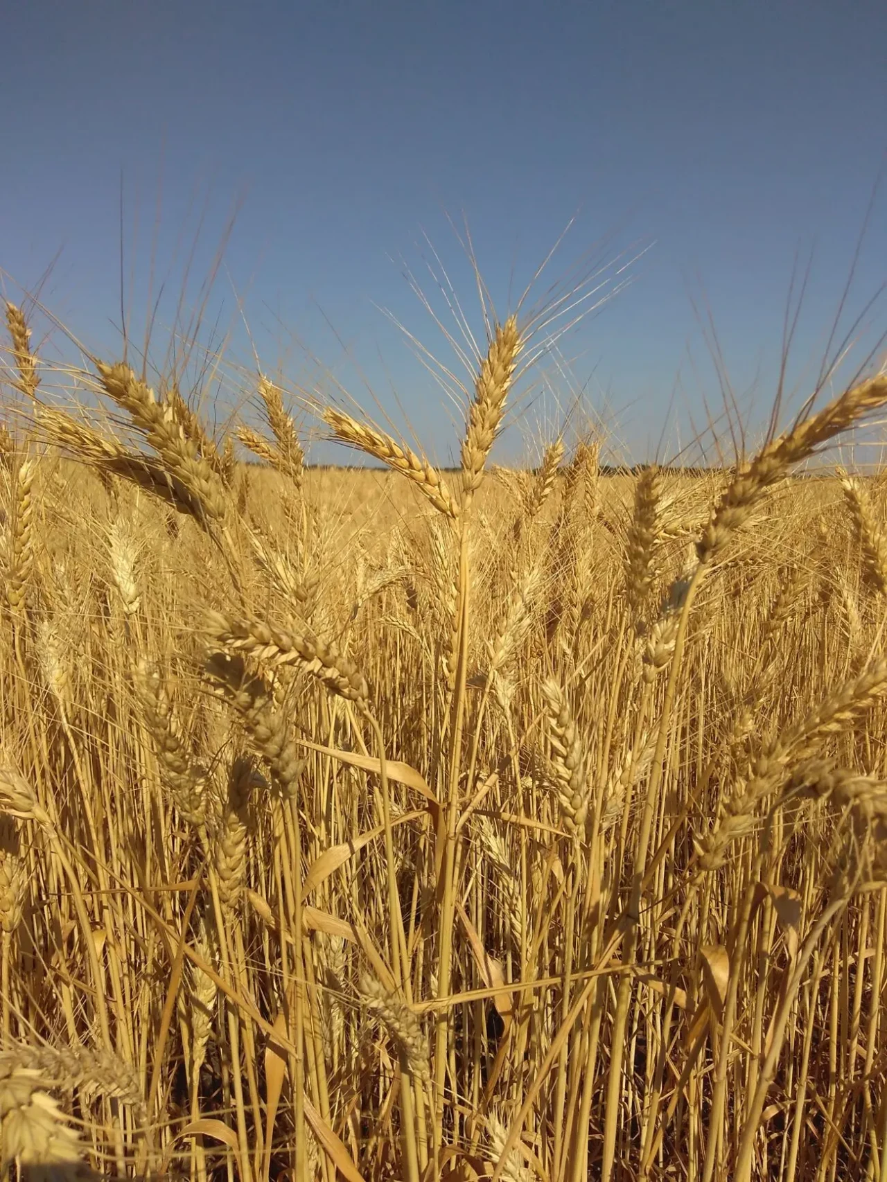 Насіння озимої пшениці Шестопалівка