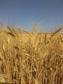 Насіння озимої пшениці Шестопалівка