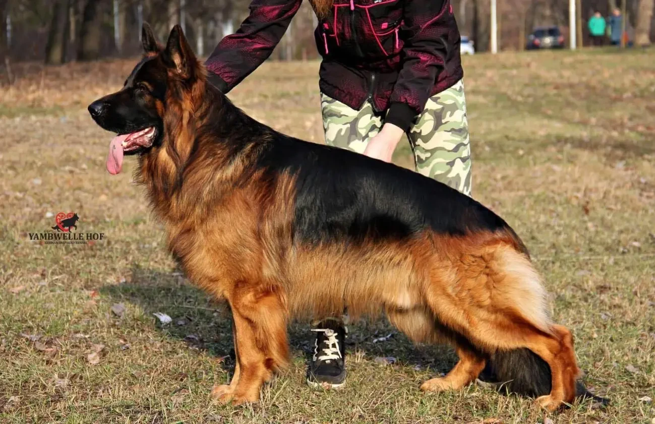 Чистокровні цуценята німецької вівчарки від розплідника КСУ 5