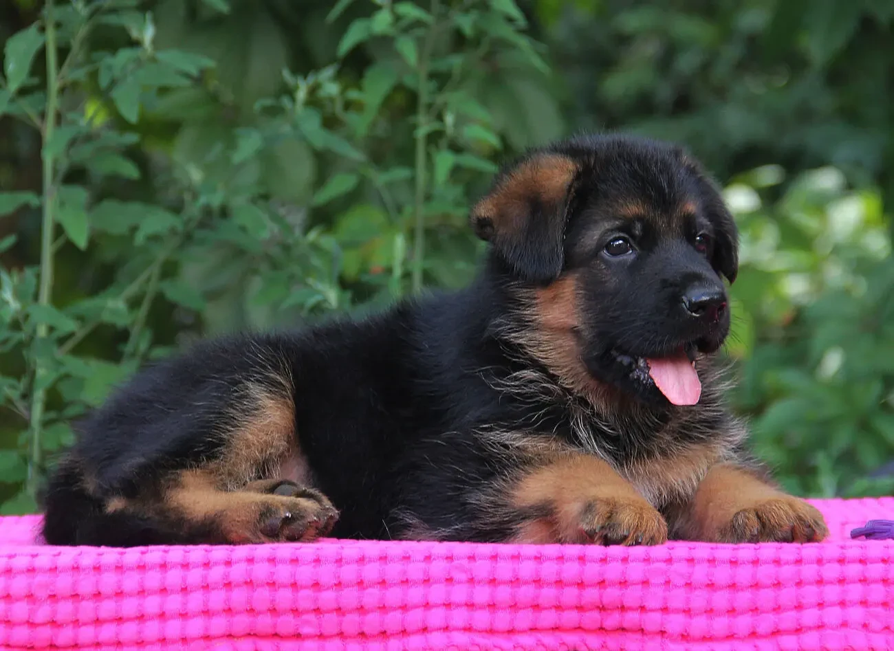 Чистокровні цуценята німецької вівчарки від розплідника КСУ 6