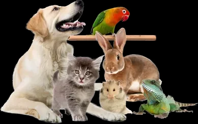 Вызов ветеринара на дом  Днепр 3