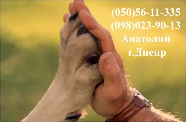 Вызов ветеринара на дом  Днепр 4