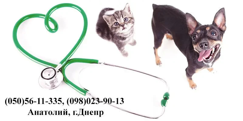 Вызов ветеринара на дом  Днепр 7