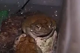 Колорадська жаба (Incilius alvarius)