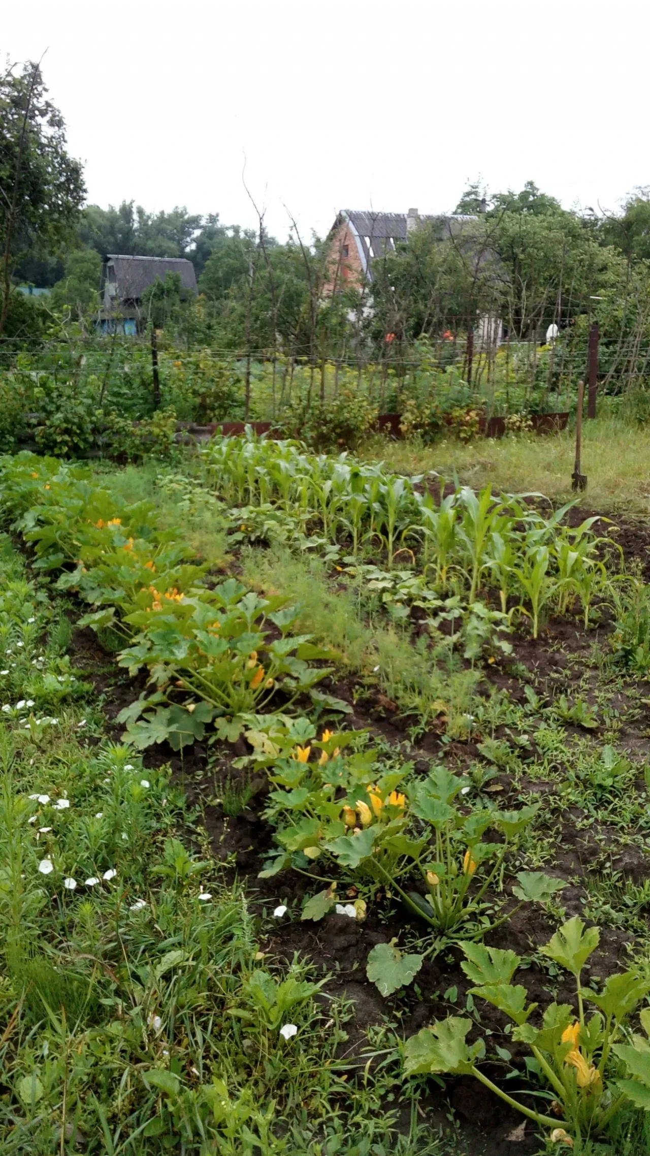 Продаю дачну ділянку 5