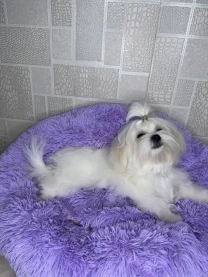 Мальтийская болонка мальтезе щенки