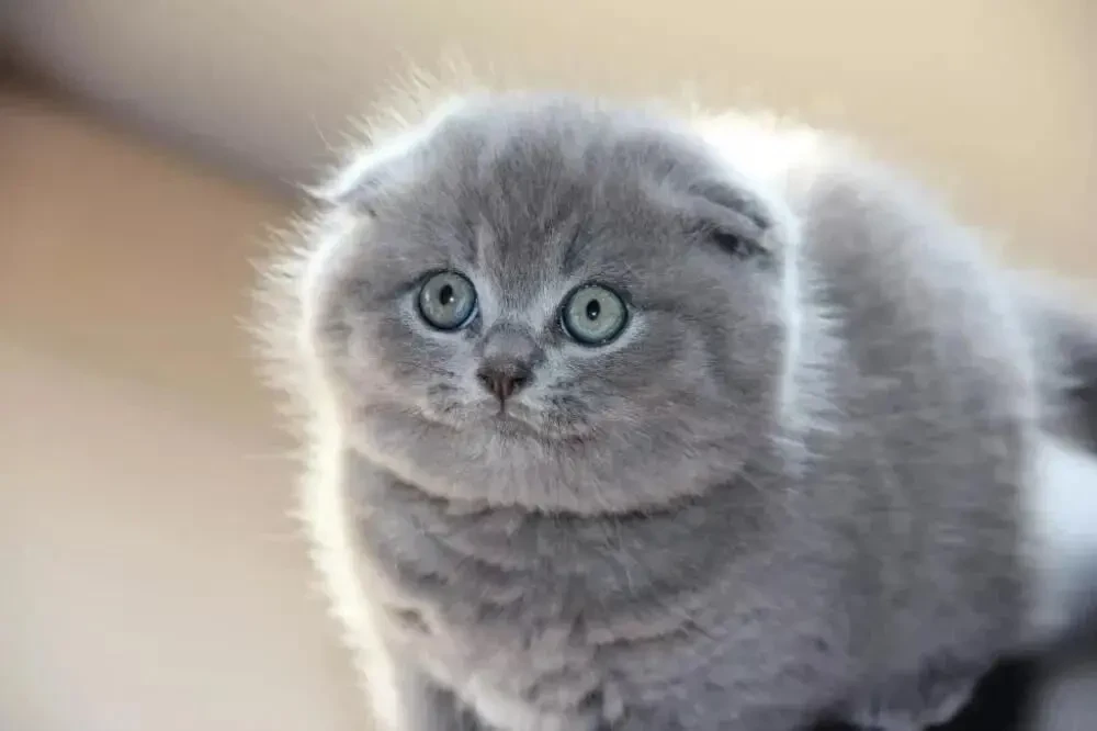 Одесса клубные шотландские котята плюшевые вислоушка 4