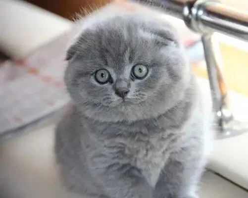 Одесса клубные шотландские котята плюшевые вислоушка 3