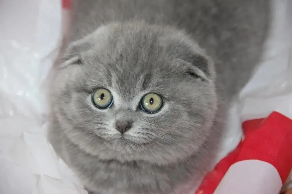 Одесса клубные шотландские котята плюшевые вислоушка 5