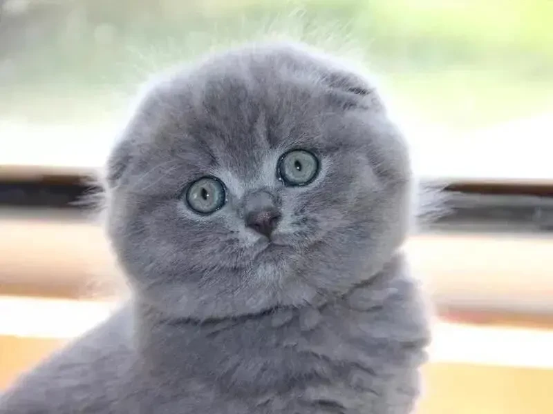 Одесса клубные шотландские котята плюшевые вислоушка 2