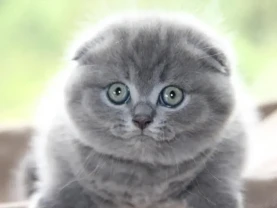 Одесса клубные шотландские котята плюшевые вислоушка