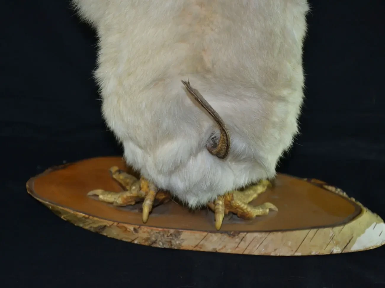 Вольпертингер (Wolpertinger) 3