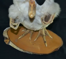 Вольпертингер (Wolpertinger)